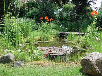 Ein idyllischer Gartenteich mit Seerosen im Vordergrund