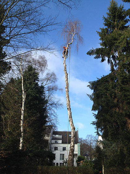 Eine kahle Birke, sehr groß, mit einem Mitarbeiter, der sich in der Krones des Baumes befindet